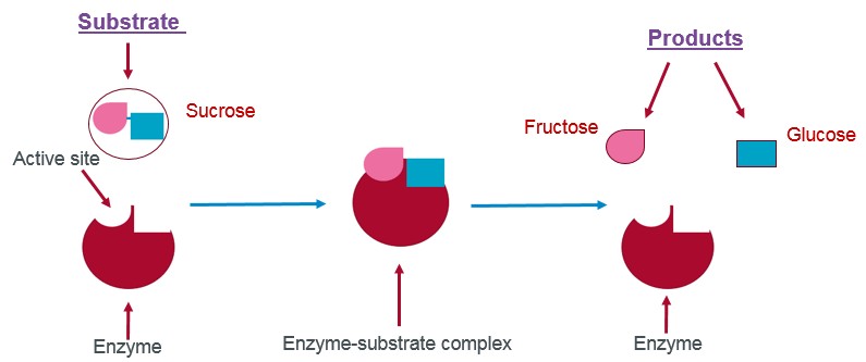 Principle of action of the enzyme: Sucrase breaks down sucrose into fructose and glucose.