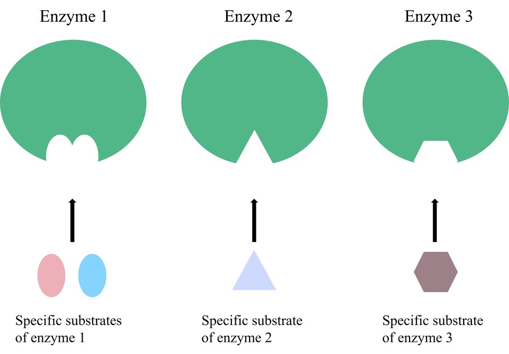Enzyme-substrate binding is highly specific.