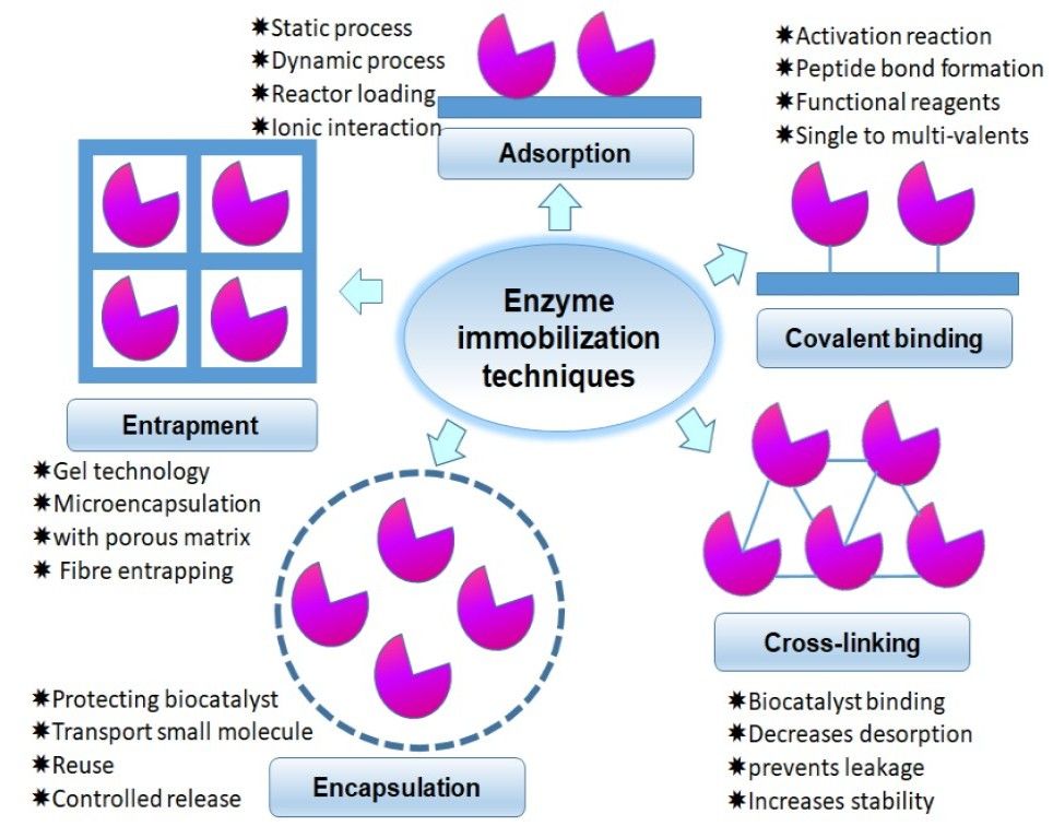 Types of enzyme immobilization techniques: adsorption, covalent binding, cross-linking, encapsulation, and entrapment.