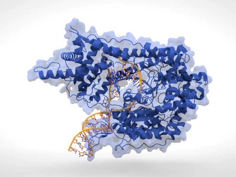 Cartoon representation of T7 RNA Polymerase (blue) producing mRNA (green) from a double-stranded DNA template (orange).