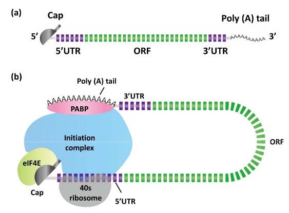 Overview of essential structural elements of in vitro transcribed (IVT) mRNA and initiation of cap-dependent translation.