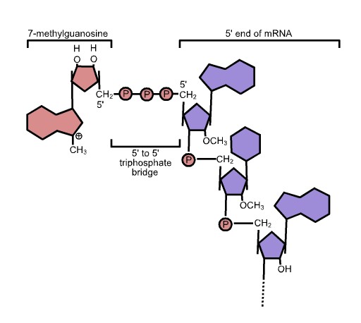5' cap structure: 7-methylguanosine, 5' to 5' triphosphate bridge, and 5' end of mRNA.