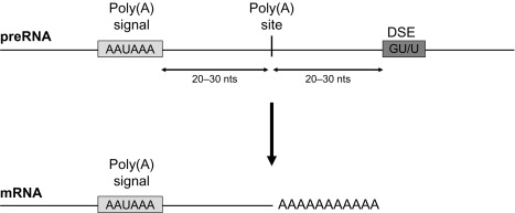 Mature mRNA contains a poly(A) tail, which is generated by the polyadenylation of pre-mRNA.