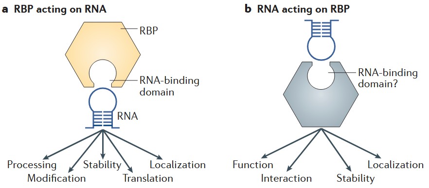 RNA-binding proteins interact with mRNA molecules.