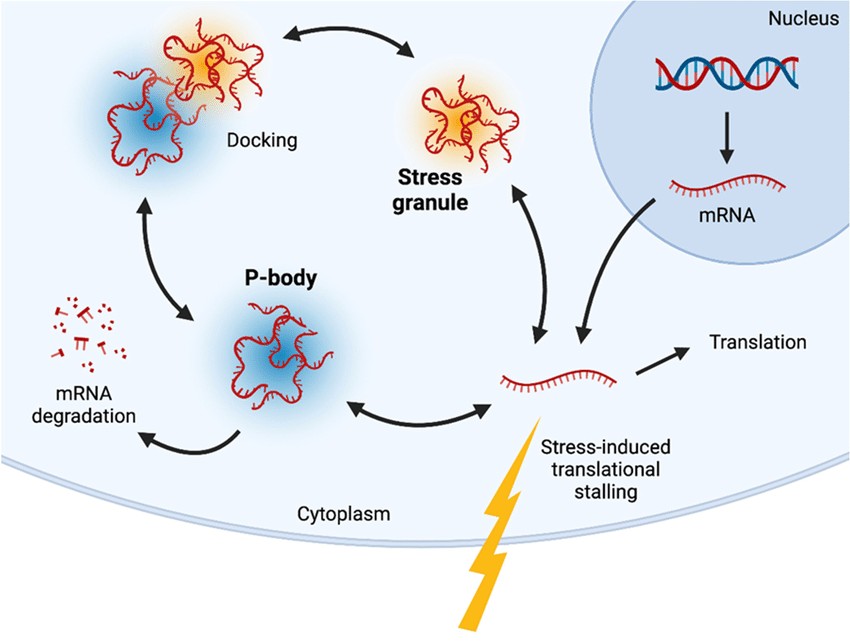 Subcellular localization of mRNA is regulated by stress granules and processing bodies.