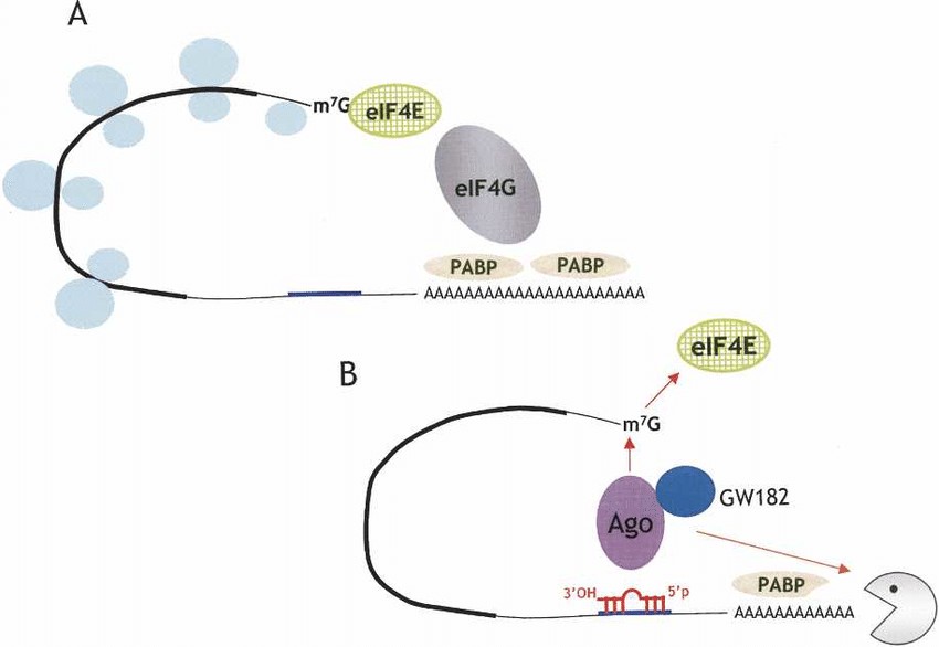 Structure of the closed-loop mRNA configuration.