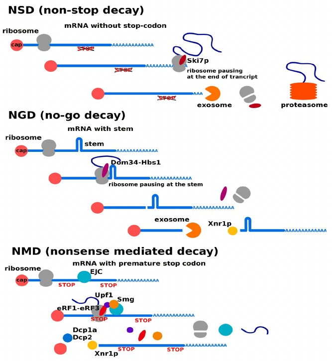 Three mechanisms of RNA quality control: nonsense-mediated decay (NMD), non-stop decay (NSD), and no-go decay (NGD).