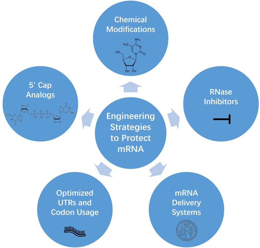 Engineering strategies to protect mRNA include chemical modifications, 5' cap analogs, optimized UTRs and codon usage, mRNA delivery systems, and RNase inhibitors.