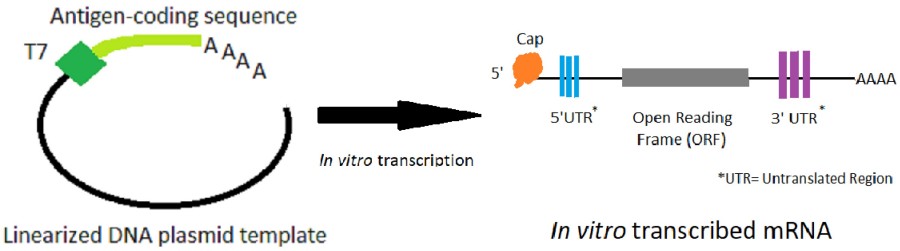 Graphic overview of in vitro transcription of mRNA from DNA.