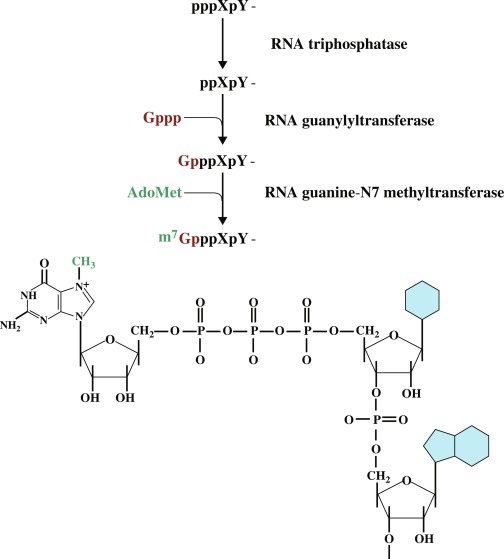 Enzymes in RNA 5'-end cap are RNA triphosphatase, RNA guanylyltransferase, RNA guanine-N7 methyltransferase.