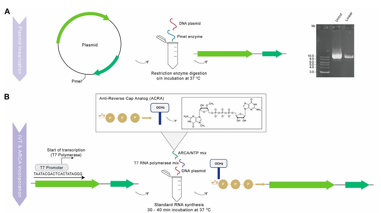 Summary of production of functional mRNA: plasmid linearization, IVT & ARCA incorporation, DNAase I treatment, poly(A) tailing, and mRNA purification.
