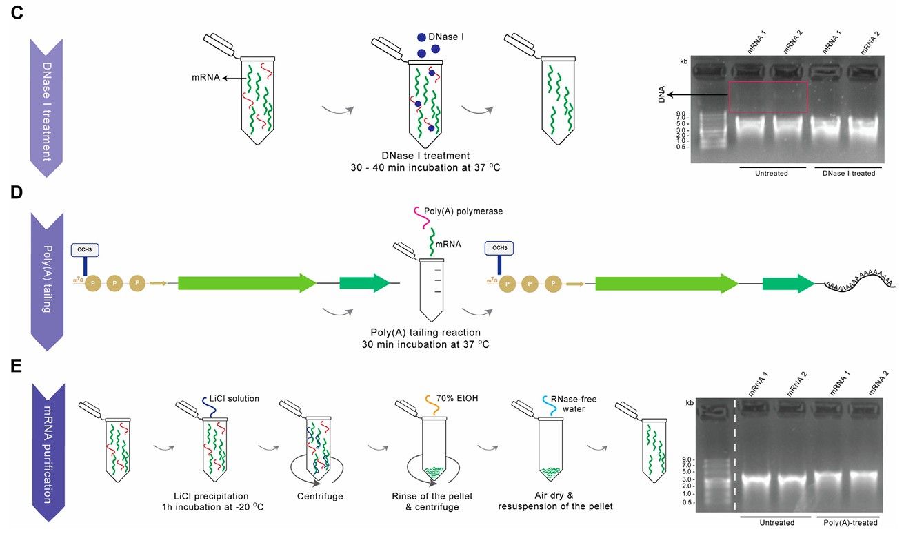 Summary of production of functional mRNA: plasmid linearization, IVT & ARCA incorporation, DNAase I treatment, poly(A) tailing, and mRNA purification.
