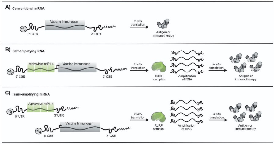 Advanced mRNA architectures include elf-amplifying RNA, circular RNA, and bicistronic mRNA.