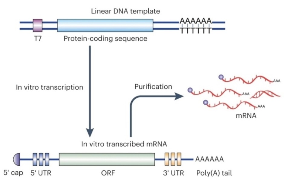 Process of in vitro transcription (IVT) of mRNA.