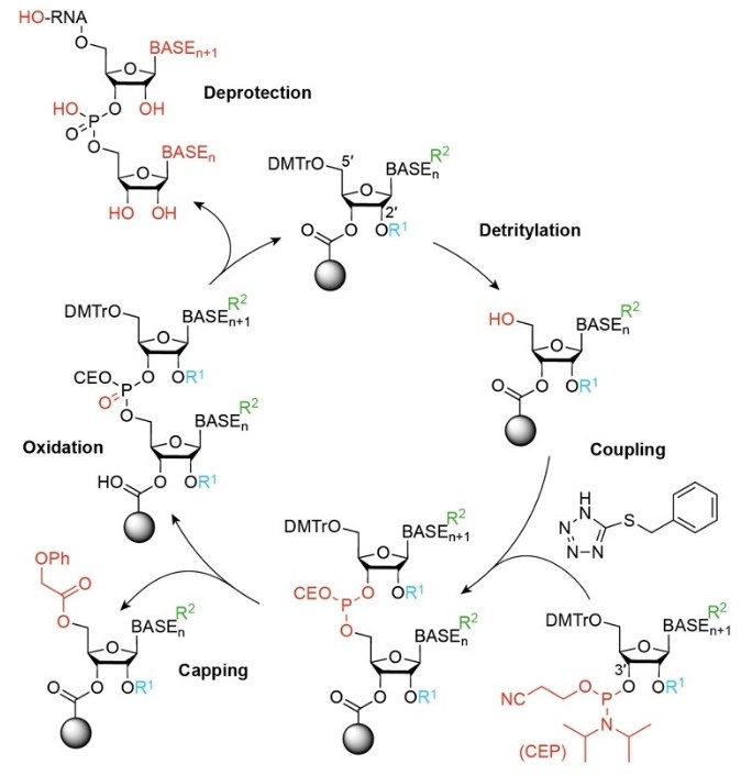 RNA solid-phase synthesis cycle: deprotection, detritylation, coupling, capping, and oxidation.