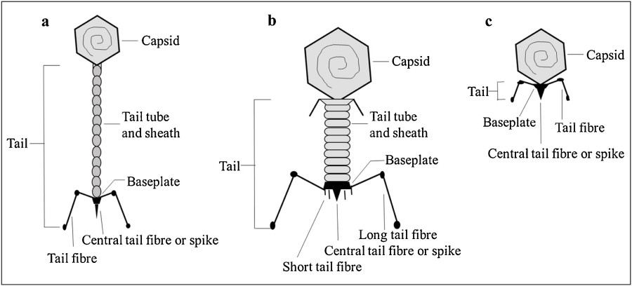 Three types of bacteriophages (Myoviridae, Siphoviridae, Inoviridae) and their structures.