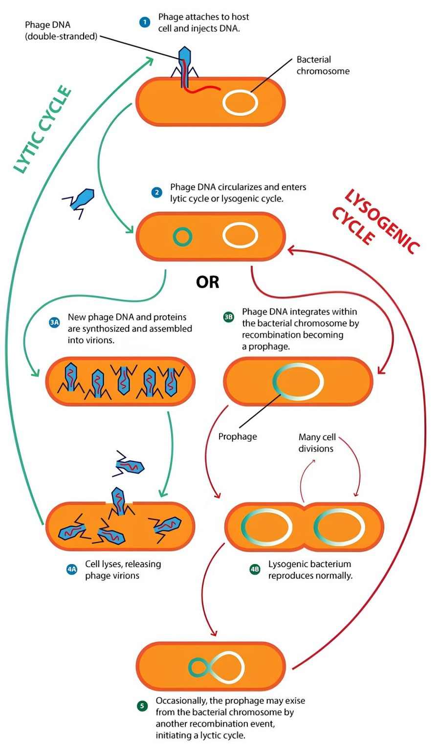 Bacteriophage life cycle phases.