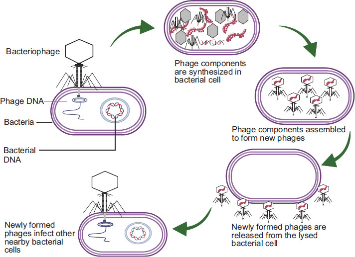 Mechanism of phage therapy.