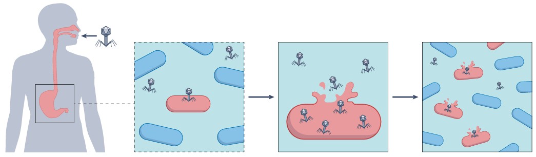 Mechanism of bacteriophage action in human body.
