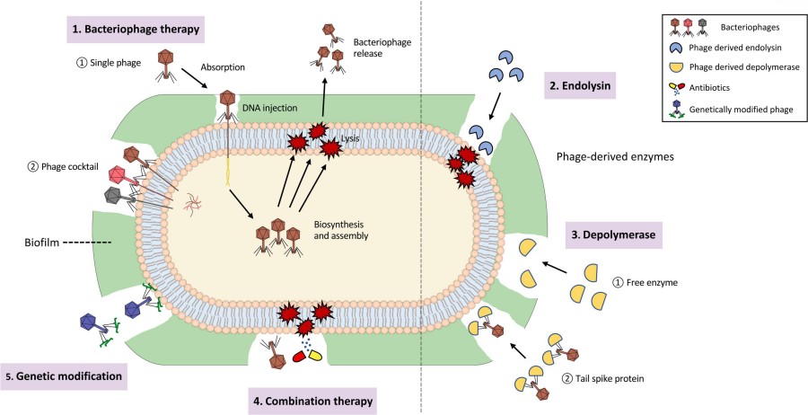 Bacteriophage can be used to treat biofilm-associated infections.