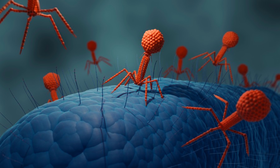 3D illustration of bacteriophage attached to bacterium.
