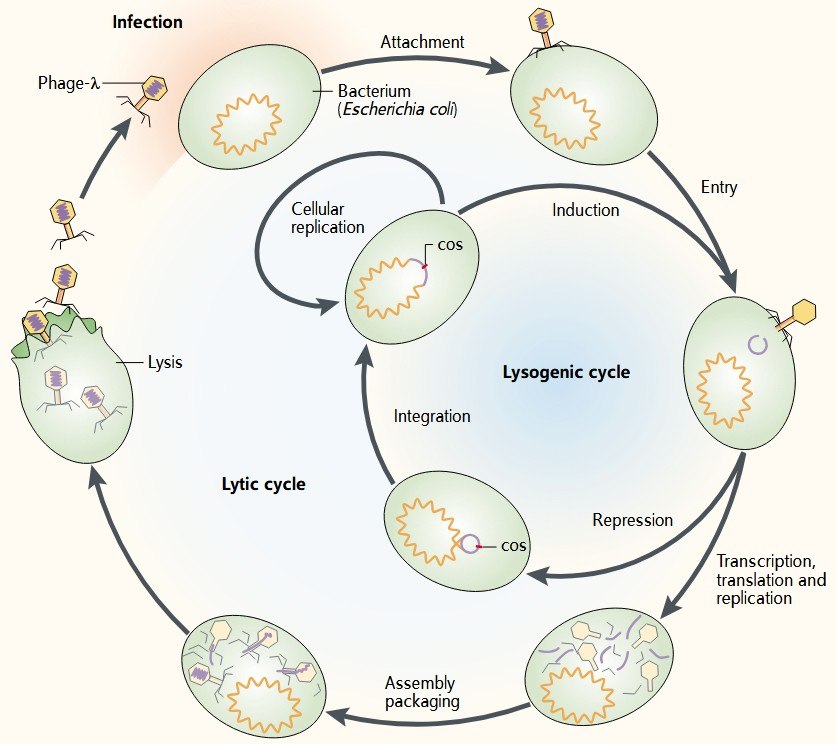 Lytic life cycle and lysogenic life cycle of bacteriophage.