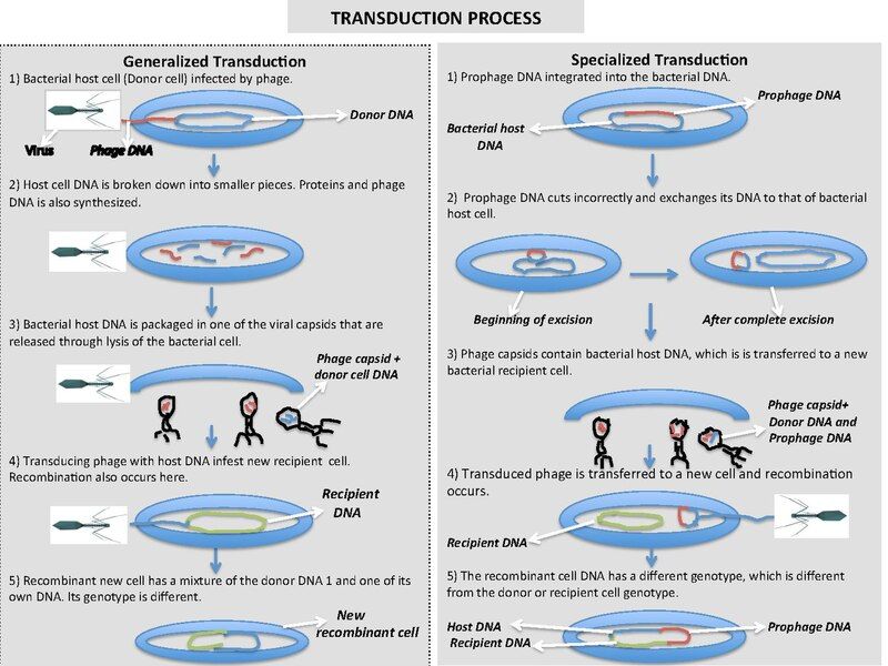 Transduction process of bacteriophage.