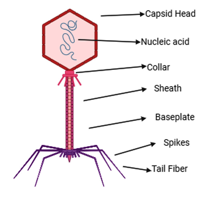 Basic structure of bacteriophage: capsid head, nucleic acid, collar, sheath, baseplate, spikes, and tail fiber.