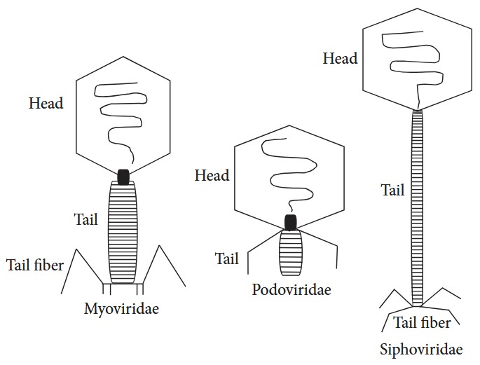 Three types of bacteriophages and their structure: Myoviridae, Siphoviridae, and Podoviridae.