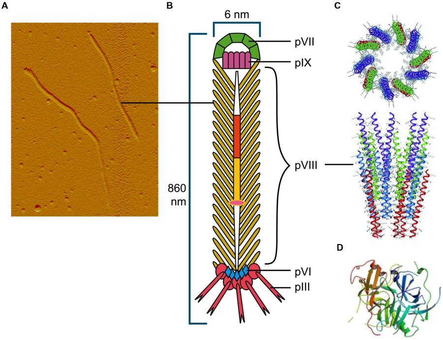 Example of a filamentous bacteriophage: Ff bacteriophage.