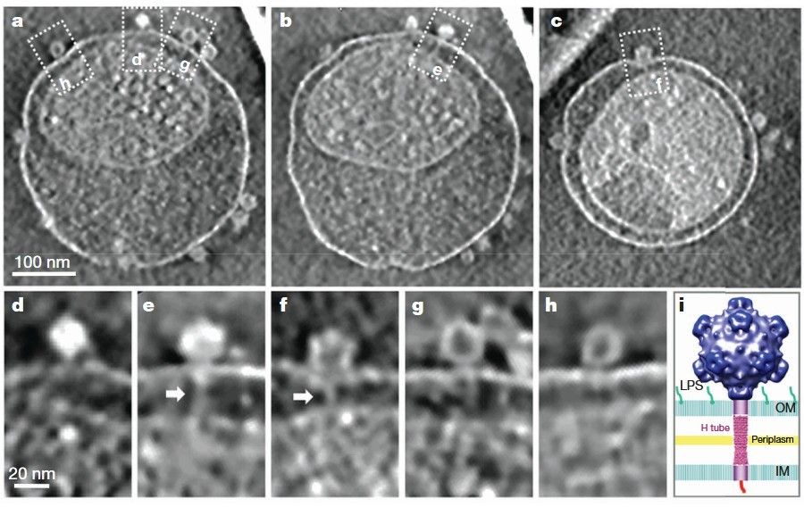 Example of icosahedral bacteriophages with a tail: WX174-like phage ST-1.