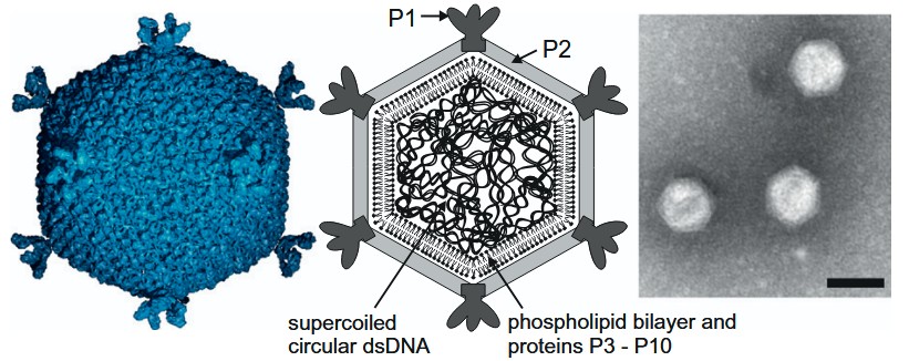 Example of icosahedral bacteriophages without tails: Pseudoalteromonas phage PM2.