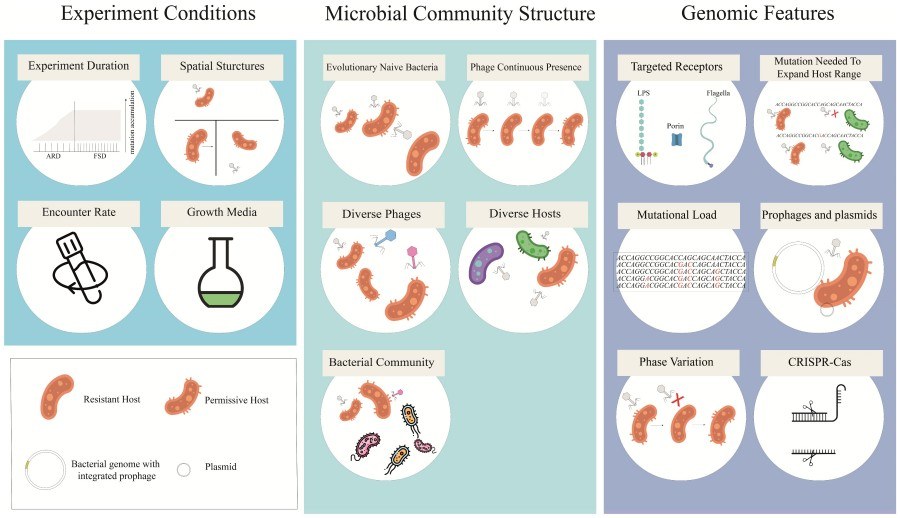Factors influencing the coevolution of phages and bacteria: experiment conditions, microbial community structure, and genomic features.