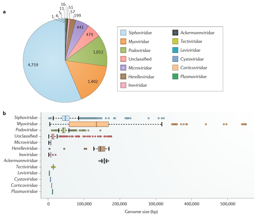 Genetic diversity of bacteriophage.