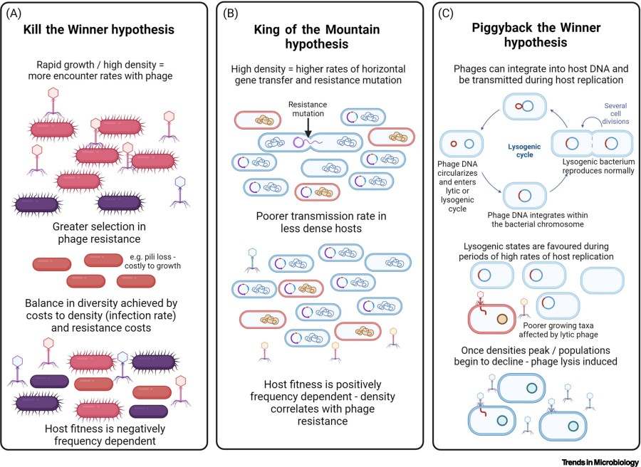 Bacteriophages shape microbial communities; three related hypotheses are kill the winner hypothesis, king of the mountain hypothesis, piggyback the winner hypothesis.