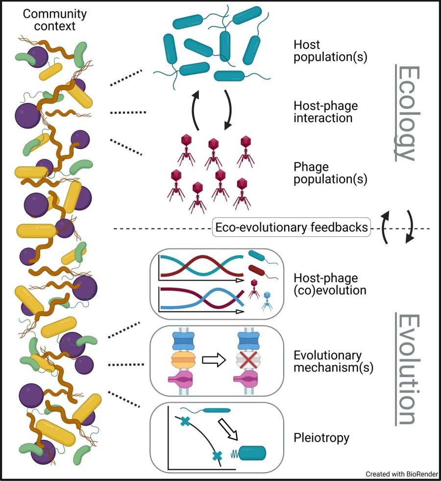 Ecology and evolution of phage-bacterial community.