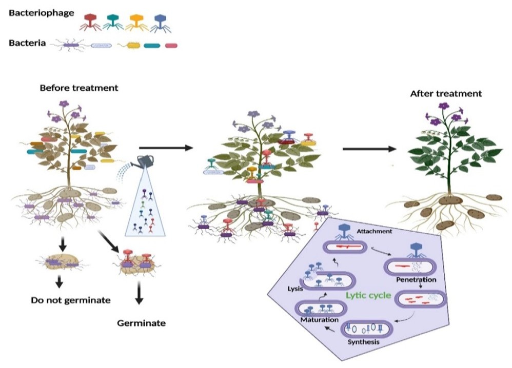 Bacteriophages can be used in agriculture.