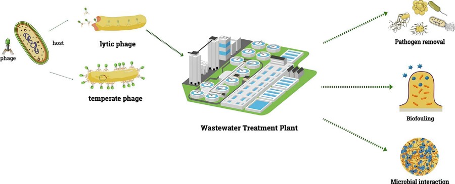 Bacteriophages can be used in water treatment.