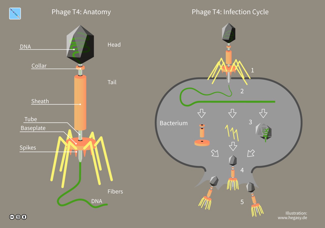 Phage T4 anatomy and infection cycle.