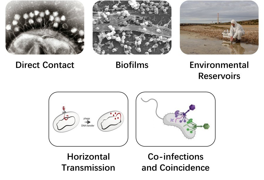 Mechanisms of phage transmission: direct contact, biofilms, environmental reservoirs, horizontal transmission, co-infections and coincidence.