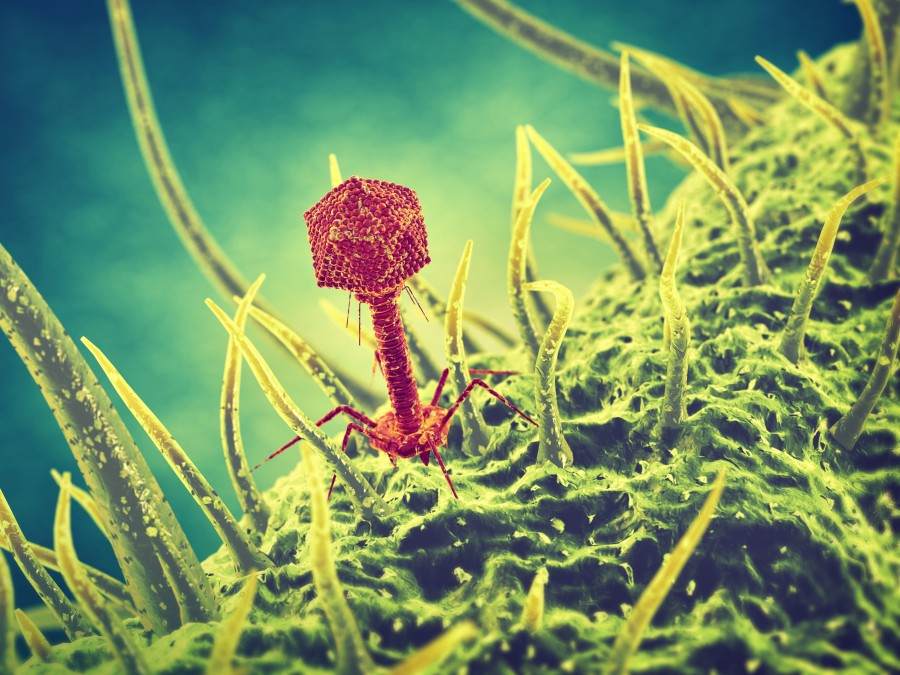 3D illustration of bacteriophage.