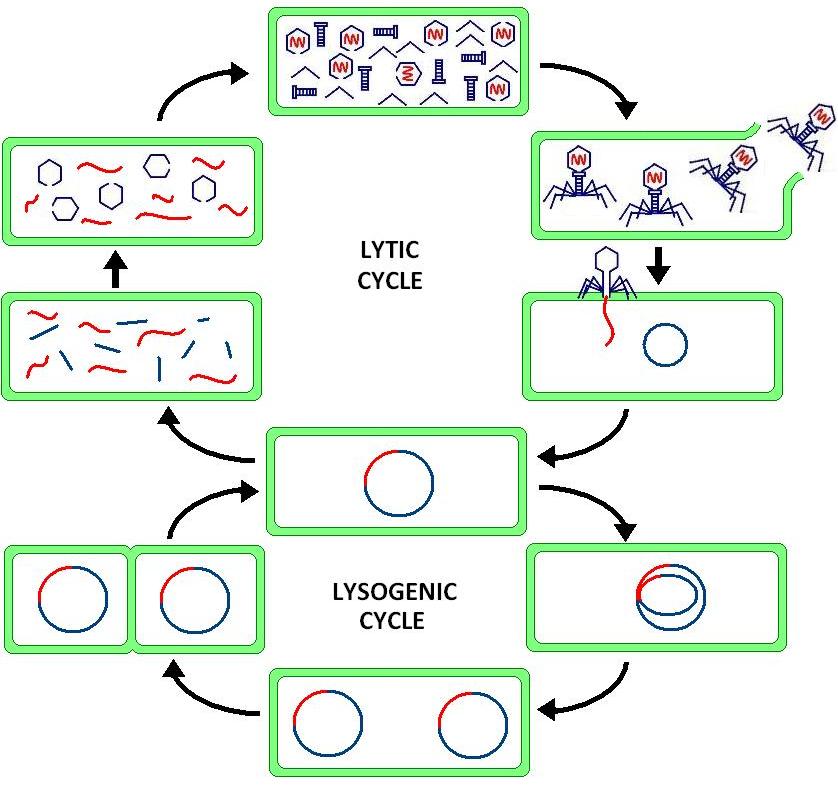 Life cycle of bacteriophages: lytic cycle and lysogenic cycle.