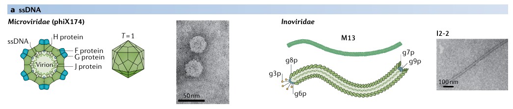 Classification of bacteriophages: Microviridae (phiX174), Inoviridae, Myoviridae (T4), Podoviridae (T7), Ackermannviridae (AG3), Siphoviridae (lambda), Corticoviridae (PM2), Tectiviridae (PRD1), Plasmaviridae (MVL2), Cystoviridae (phi6), and Leviviridae (MS2).