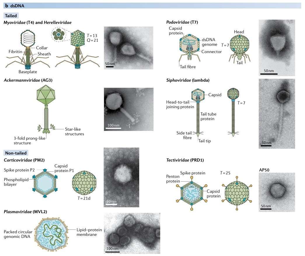 Classification of bacteriophages: Microviridae (phiX174), Inoviridae, Myoviridae (T4), Podoviridae (T7), Ackermannviridae (AG3), Siphoviridae (lambda), Corticoviridae (PM2), Tectiviridae (PRD1), Plasmaviridae (MVL2), Cystoviridae (phi6), and Leviviridae (MS2).