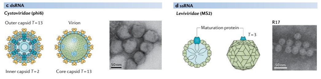 Classification of bacteriophages: Microviridae (phiX174), Inoviridae, Myoviridae (T4), Podoviridae (T7), Ackermannviridae (AG3), Siphoviridae (lambda), Corticoviridae (PM2), Tectiviridae (PRD1), Plasmaviridae (MVL2), Cystoviridae (phi6), and Leviviridae (MS2).