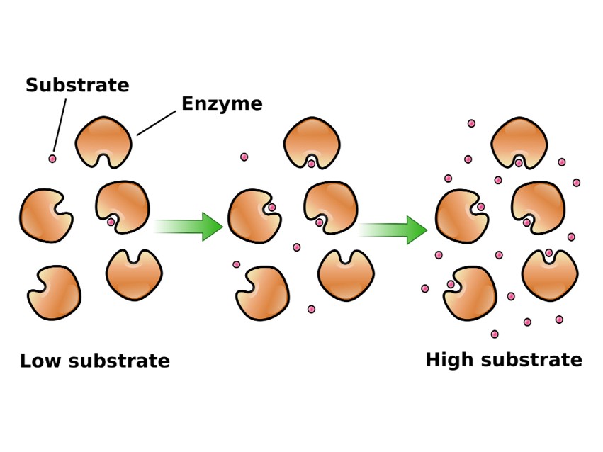 Custom-designed enzyme kinetic assays