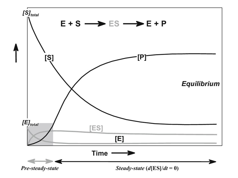 Pre-steady-state kinetics of enzymes, adapted from Punekar 2018