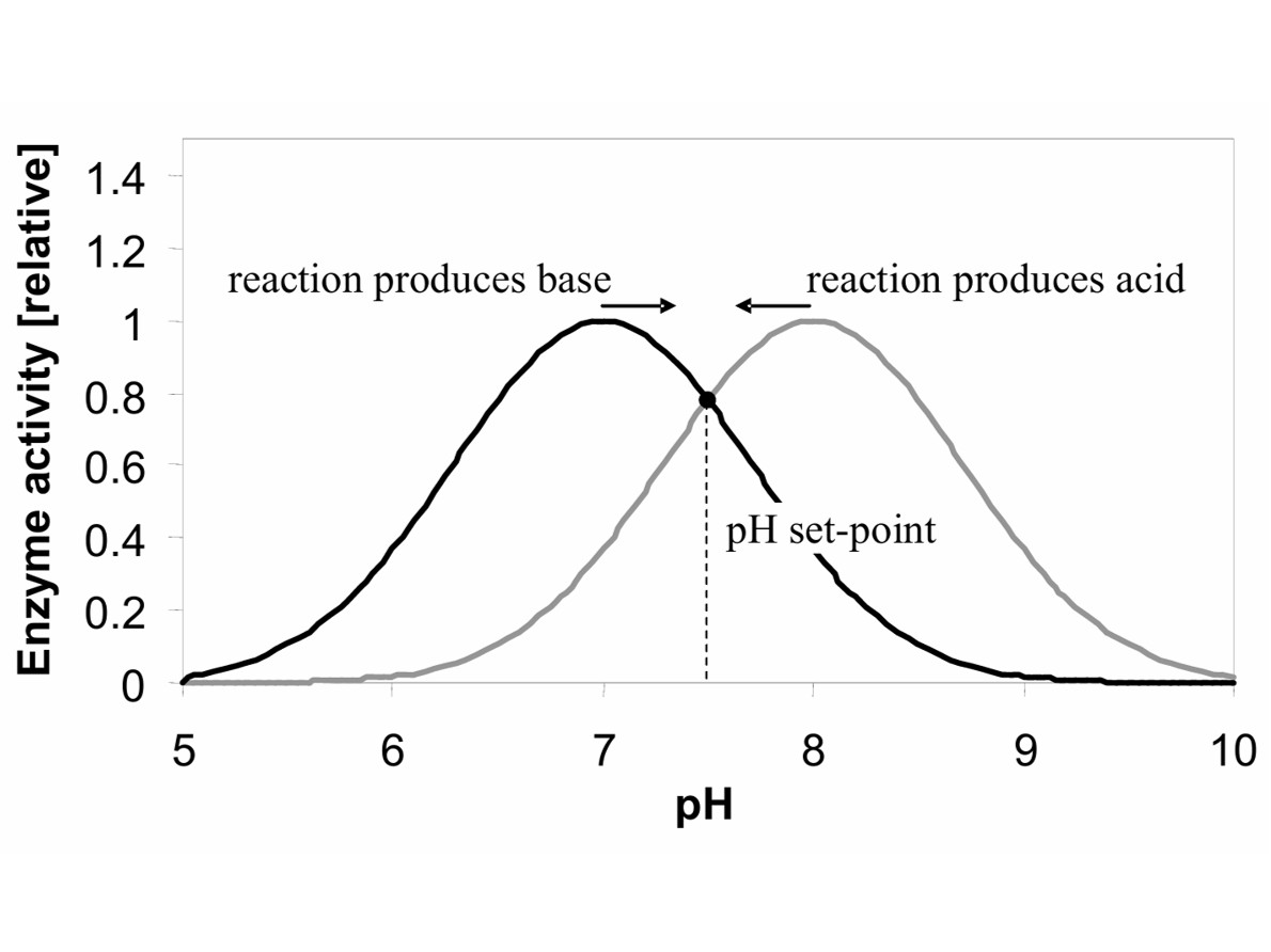 Temperature and pH dependence of enzyme activity