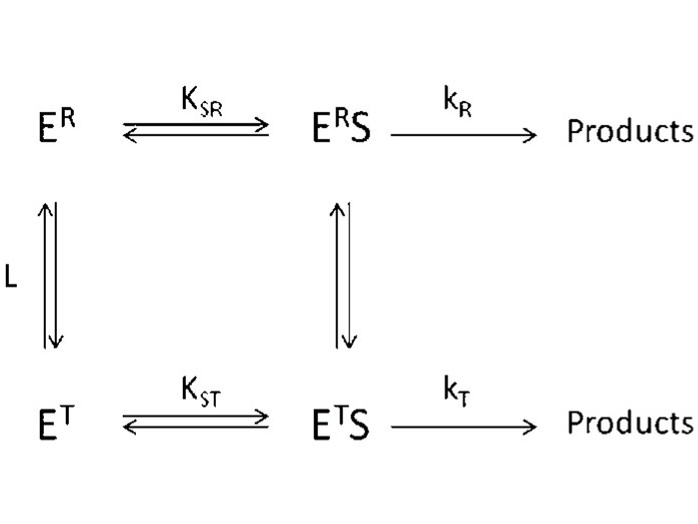 Allosteric regulation studies of enzymes, adapted from Herman and Lee 2012