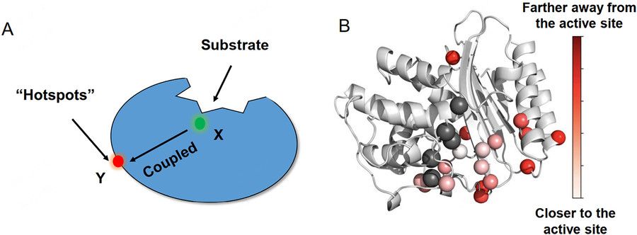 Enzyme active site and its role in drug discovery